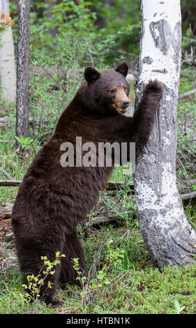 Une femelle ours noir (Ursus americanus) marque un tremble avec ses griffes, en Amérique du Nord Banque D'Images