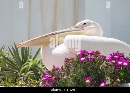 Petros, un grand pélican blanc (Pelecanus onocrotalus), la mascotte de Mykonos, le repos en ville parterre Banque D'Images