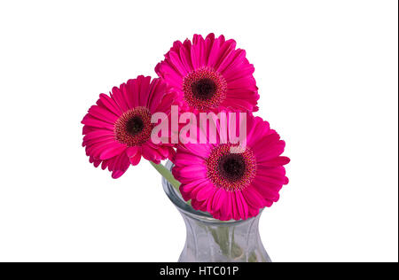 Trois gerbera rose daisy fleurs dans un vase de verre. l'image est isolée. fond blanc. Banque D'Images