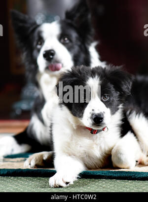 Mignon chien chiens chiot border collie Banque D'Images