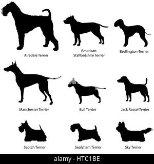 Jeu de chien terrier. collection. race de chien terrier airdale : Silhouettes vecteur, American Staffordshire terrier, manchester terrier, bull terrier, jack ras Illustration de Vecteur
