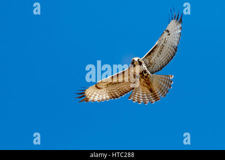 .Un grand Red-Tailed Hawk survole la route près d'Oklahoma City, OK, États-Unis d'Amérique Banque D'Images