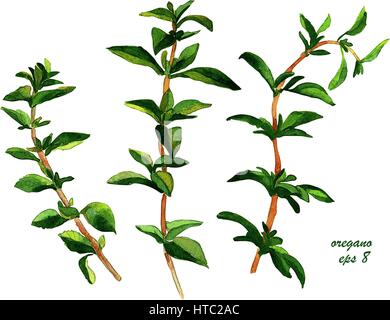 L'origan. Motif floral fait main aquarelle isolé sur fond blanc pour votre conception. Les herbes vintage. La cuisine italienne. Illustration de Vecteur