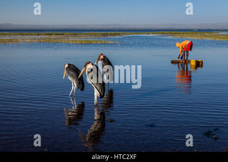 Un adolescent recueille l'eau du lac entouré de cigognes Marabout, lac Awassa, Ethiopie Banque D'Images
