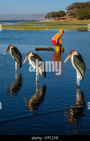 Un adolescent recueille l'eau du lac entouré de cigognes Marabout, lac Awassa, Ethiopie Banque D'Images