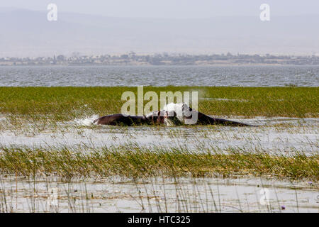 La lutte contre l'hippopotame, le lac Awassa, Ethiopie Banque D'Images