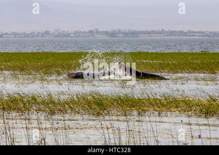 La lutte contre l'hippopotame, le lac Awassa, Ethiopie Banque D'Images