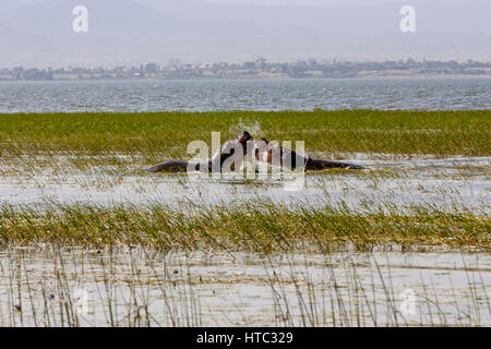 La lutte contre l'hippopotame, le lac Awassa, Ethiopie Banque D'Images