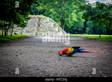 Ara rouge au site archéologique des ruines Mayas - Copan, Honduras Banque D'Images