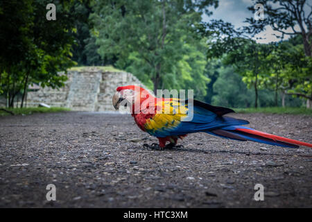 Ara rouge au site archéologique des ruines Mayas - Copan, Honduras Banque D'Images