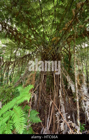 Fougères géantes répandre leurs branches parmi d'autres arbres et végétation dense en Nouvelle-Zélande native bush. Banque D'Images