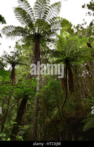 Fougères géantes répandre leurs branches parmi d'autres arbres et végétation dense en Nouvelle-Zélande native bush. Banque D'Images