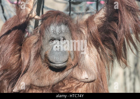 L'orang-outan, Zoo Tywcross, Leicestershire Banque D'Images