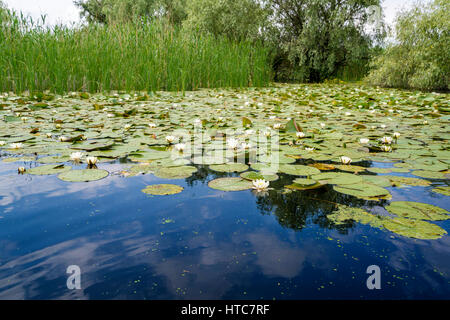 Satellite dans le Delta du Danube, nénuphars, la Roumanie, le Delta du Danube Banque D'Images