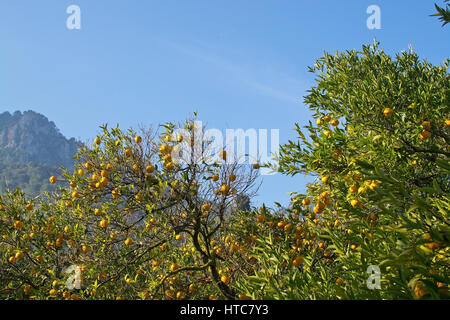 Arbre orange avec des fruits en Soller, Majorque, îles Baléares Espagne en hiver. Banque D'Images