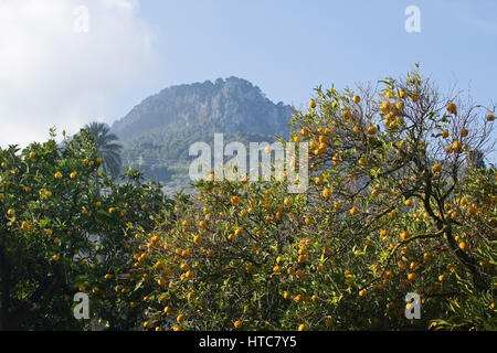 Arbre orange avec des fruits en Soller, Majorque, îles Baléares Espagne en hiver. Banque D'Images