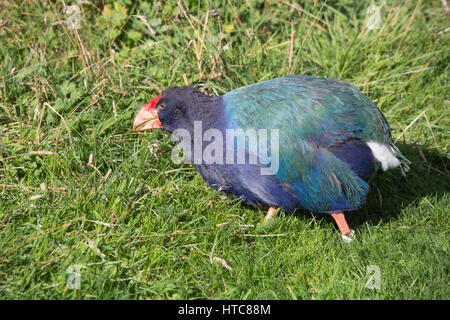 Te Anau, Southland, Nouvelle-Zélande. Talève takahé en captivité (Porphyrio hochstetteri) au centre de la faune Te Anau. Banque D'Images