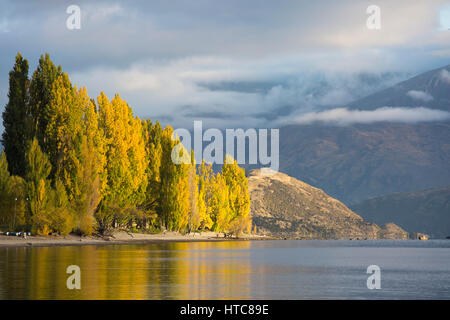 Wanaka, Otago, Nouvelle-Zélande. Vue sur la baie de Roys, l'automne, les peupliers d'or reflètent dans les eaux tranquilles du lac Wanaka. Banque D'Images