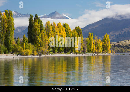 Wanaka, Otago, Nouvelle-Zélande. Vue sur la baie de Roys, l'automne, les peupliers d'or reflètent dans les eaux tranquilles du lac Wanaka. Banque D'Images