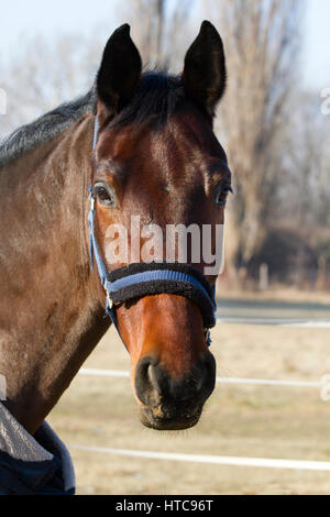 Couverture cheval Thoroughbred sadlle en hiver dans le corral permanent Banque D'Images