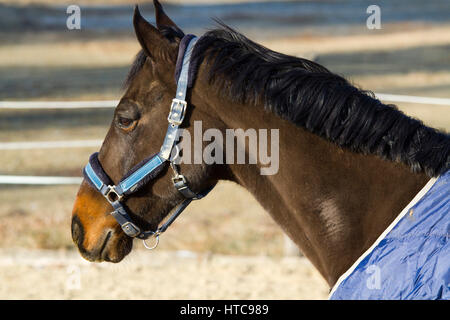 Couverture cheval Thoroughbred sadlle en hiver dans le corral permanent Banque D'Images