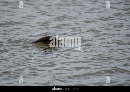 La loutre de rivière jouant dans les étangs Banque D'Images