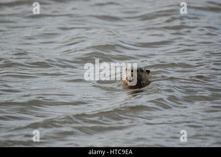 La loutre de rivière jouant dans les étangs Banque D'Images