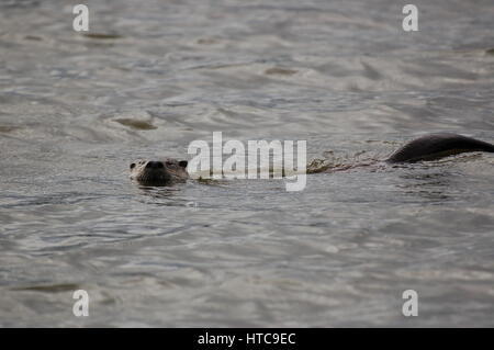 La loutre de rivière jouant dans les étangs Banque D'Images