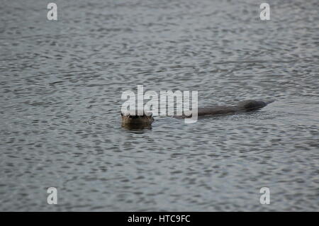 La loutre de rivière jouant dans les étangs Banque D'Images