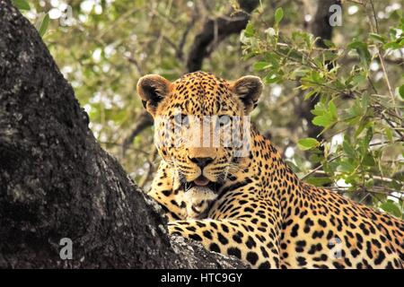 Leopard dans l'arbre Banque D'Images