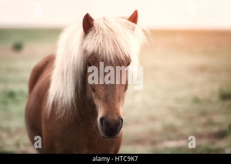 Icelandic Horse portrait close up Banque D'Images