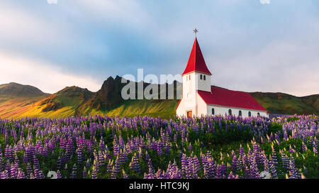 Myrdal luthérienne église entourée de fleurs fleurs lupin, Vik, l'Islande. Banque D'Images