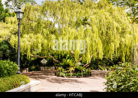 Botanic Gardens, à Singapour, en Asie Banque D'Images