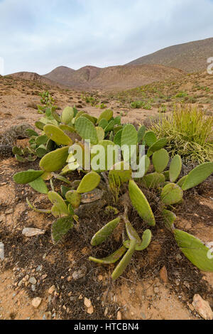 Image d'un cactus figues sauvages Opuntia ficus-indica dans la sous- Massa Draa- Parc National près de Sidi Ifni, Maroc. Banque D'Images