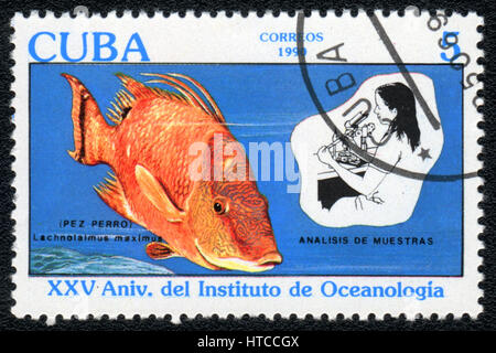 Un timbre-poste imprimé en Cuba montre l'image d'un lachnolaimus maximus (25 e anniversaire de l'Institut d'Océanologie), vers 1990 Banque D'Images