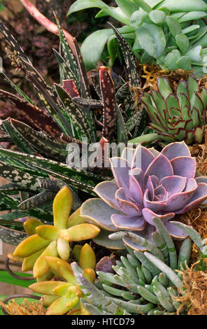 Combinaison succulentes dans le semoir, Banque D'Images