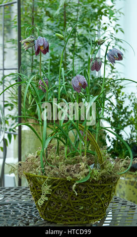 Fritillaria meleagris, lily à damiers, lampe, Banque D'Images