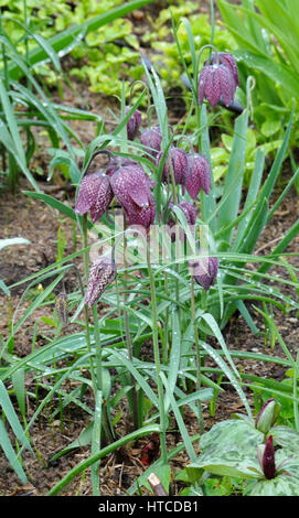 Fritillaria meleagris, lily à damiers, lampe, Banque D'Images