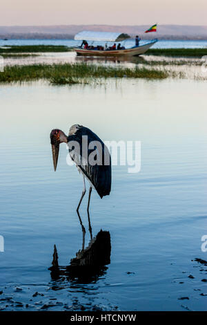Un Marabou Stork (Crumenifer Flamant rose (Phoenicopterus ruber) Lac Awassa, Ethiopie Banque D'Images