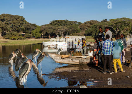 Les pêcheurs locaux vendent leur prise de leurs bateaux au marché aux poissons, sur les rives du lac Awassa observé par certaines Cigognes Marabout faim, lac Awassa, Banque D'Images