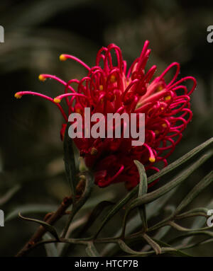 Grevillea, spider flower, chêne soyeux ou une brosse à dents plante.- Proteaceae - Les Grevilleoideae, Brésil Banque D'Images