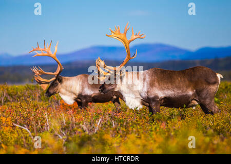 Deux caribou mâle dans le sud de l'Appartements Donnelly Delta Junction, Alaska, à l'automne. Banque D'Images