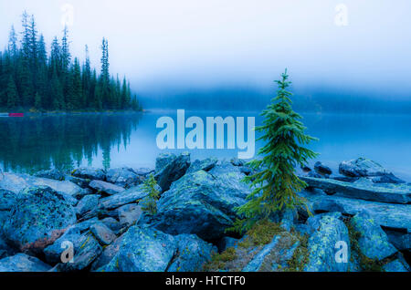 Le brouillard masque les Montagnes, Lac O'Hara, le parc national Yoho, Colombie-Britannique, Canada Banque D'Images