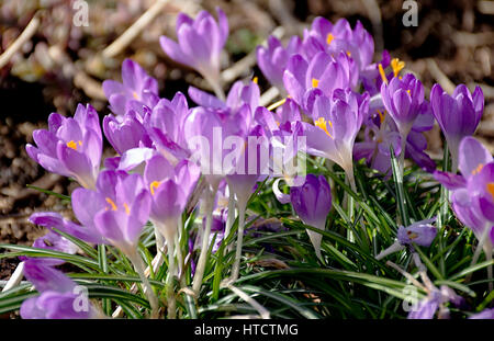 Crocus sativus Crocus Violet,fleurs,au début du printemps à Stoke on Trent, Staffordshire, Royaume-Uni.Printemps blossom Uk.Nature Uk,printemps britannique. Banque D'Images