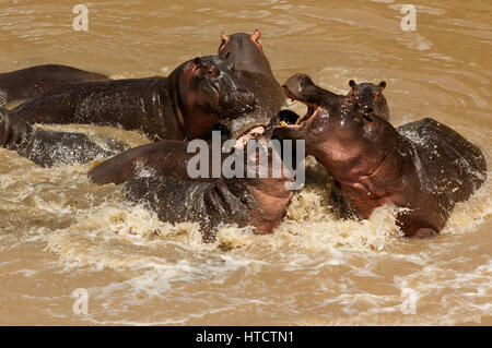 Des hippopotames s'amusant sur la rivière Talek, Masai Mara, Kenya Banque D'Images