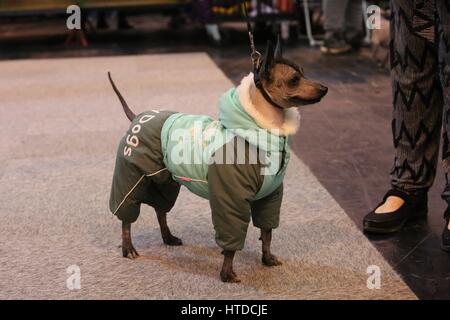 Crufts, Birmingham, UK. 10 mars 2017. Des équipes de partout dans le monde s'affronter dans le championnat de flyball à l'occasion de la plus grande exposition canine, Crufts, a lieu à Birmingham avec des chiens de toutes les formes et tailles. ©Jon Freeman/Alamy Live News Banque D'Images