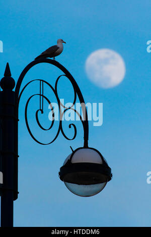 Pays de Galles Aberystwyth UK, vendredi 10 mars 2017 UK Weather : une mouette est perché sur un réverbère comme la lune se lève derrière elle sur un soir clair doux après une journée nuageuse à Aberystwyth sur la côte ouest du pays de Galles. Crédit photo : Keith Morris / Alamy Live News Banque D'Images