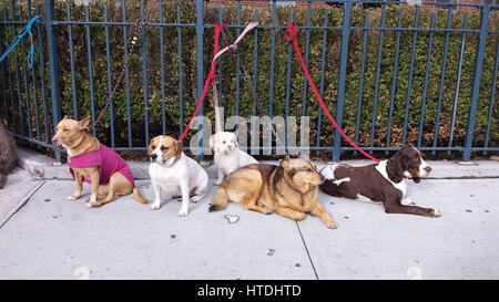 New York City, USA. 10 mars 2017. Un groupe de chiens découvrez l'action sur la 23e Rue Ouest dans le Chelsea de Manhattan le Vendredi, 10 mars. Crédit : Adam Stoltman/Alamy Live News Banque D'Images