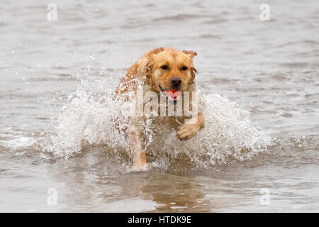 Jour après jour, les chiens, d'Ainsdale Merseyside. Samedi 11 mars 2017. Deux ans Golden Retriever 'Ruby' chefs dans la marée pour aller chercher son préféré balle sur plage d'Ainsdale dans le Merseyside. Credit : Cernan Elias/Alamy Live News Banque D'Images