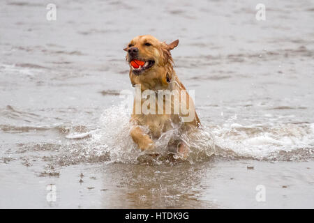 Jour après jour, les chiens, d'Ainsdale Merseyside. Samedi 11 mars 2017. Deux ans Golden Retriever 'Ruby' chefs dans la marée pour aller chercher son préféré balle sur plage d'Ainsdale dans le Merseyside. Credit : Cernan Elias/Alamy Live News Banque D'Images